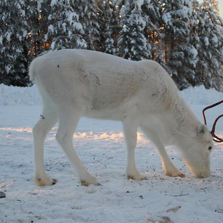 Reindeer Lake Resort Lampsijärvi Esterno foto