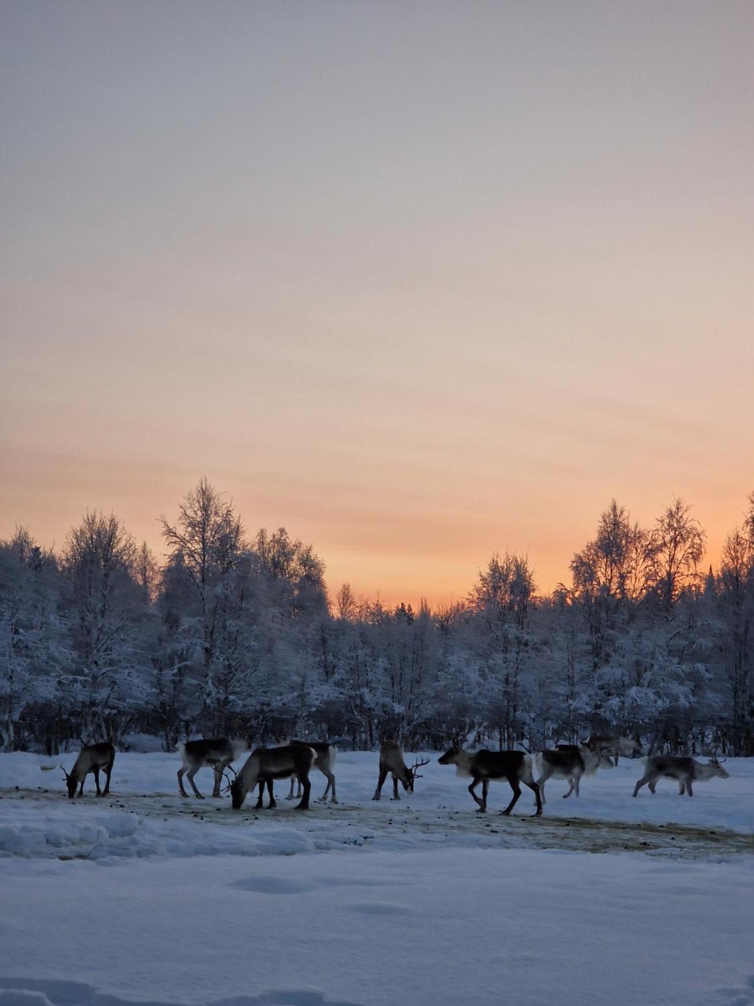 Reindeer Lake Resort Lampsijärvi Esterno foto