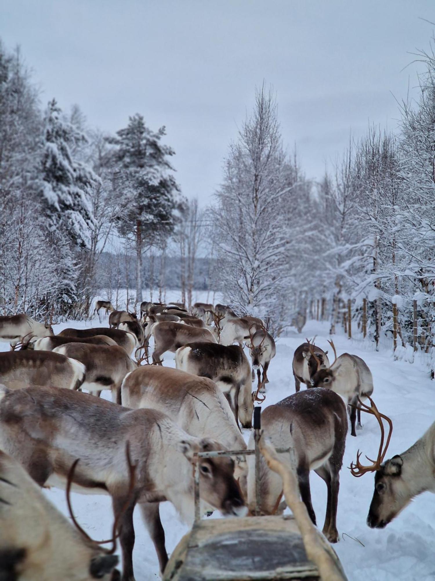 Reindeer Lake Resort Lampsijärvi Esterno foto