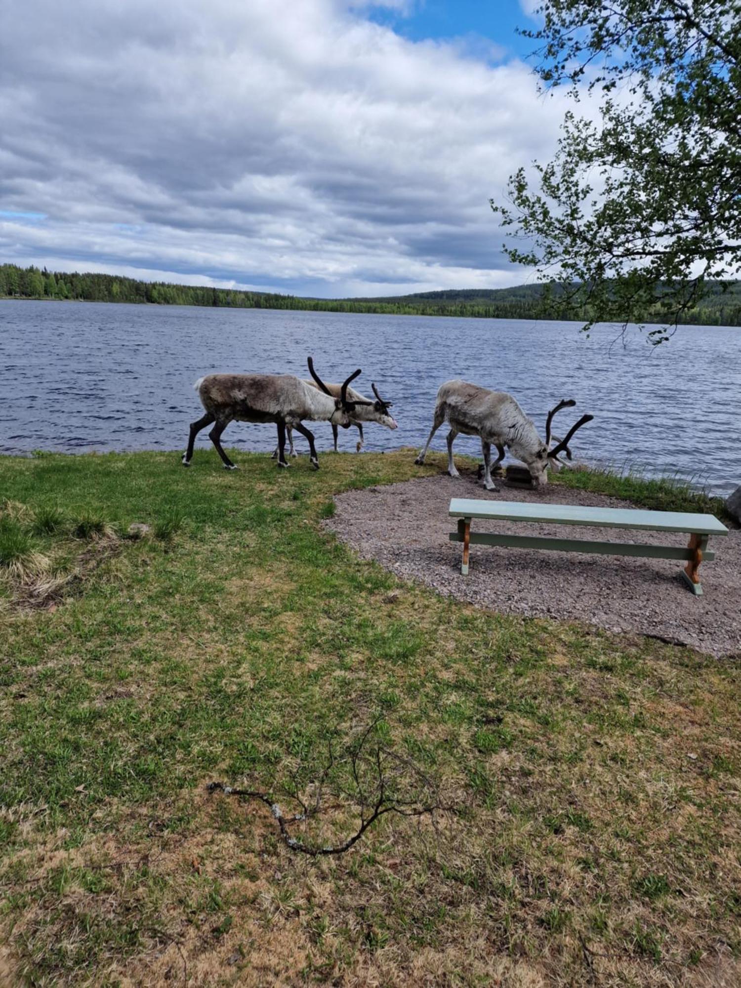 Reindeer Lake Resort Lampsijärvi Esterno foto