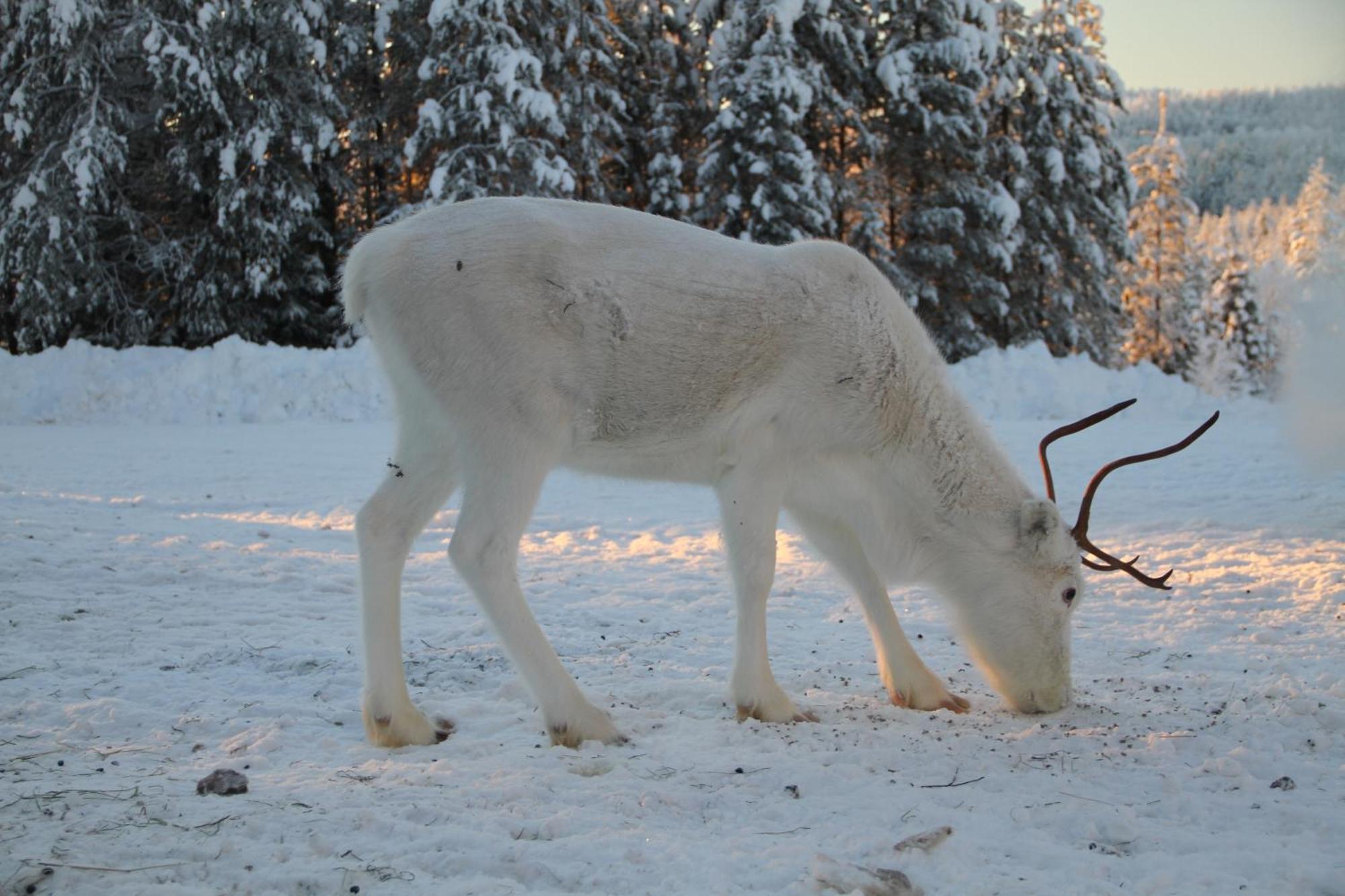 Reindeer Lake Resort Lampsijärvi Esterno foto