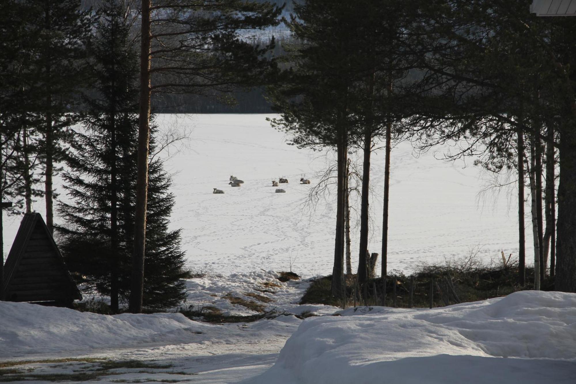 Reindeer Lake Resort Lampsijärvi Esterno foto